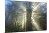 God Beams and The Redwoods, California Coast-Vincent James-Mounted Photographic Print