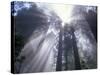 God Beams in Fog, Giant Redwoods, Del Norte Coast State Park, California, USA-Jamie & Judy Wild-Stretched Canvas