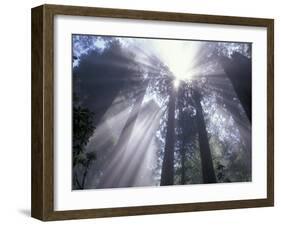 God Beams in Fog, Giant Redwoods, Del Norte Coast State Park, California, USA-Jamie & Judy Wild-Framed Premium Photographic Print