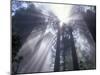 God Beams in Fog, Giant Redwoods, Del Norte Coast State Park, California, USA-Jamie & Judy Wild-Mounted Premium Photographic Print