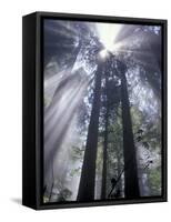 God Beams in Fog, Giant Redwoods, Del Norte Coast State Park, California, USA-Jamie & Judy Wild-Framed Stretched Canvas