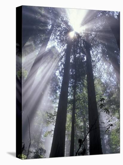 God Beams in Fog, Giant Redwoods, Del Norte Coast State Park, California, USA-Jamie & Judy Wild-Stretched Canvas