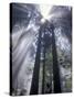 God Beams in Fog, Giant Redwoods, Del Norte Coast State Park, California, USA-Jamie & Judy Wild-Stretched Canvas