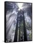 God Beams in Fog, Giant Redwoods, Del Norte Coast State Park, California, USA-Jamie & Judy Wild-Framed Stretched Canvas