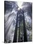 God Beams in Fog, Giant Redwoods, Del Norte Coast State Park, California, USA-Jamie & Judy Wild-Stretched Canvas