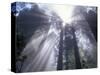 God Beams in Fog, Giant Redwoods, Del Norte Coast State Park, California, USA-Jamie & Judy Wild-Stretched Canvas