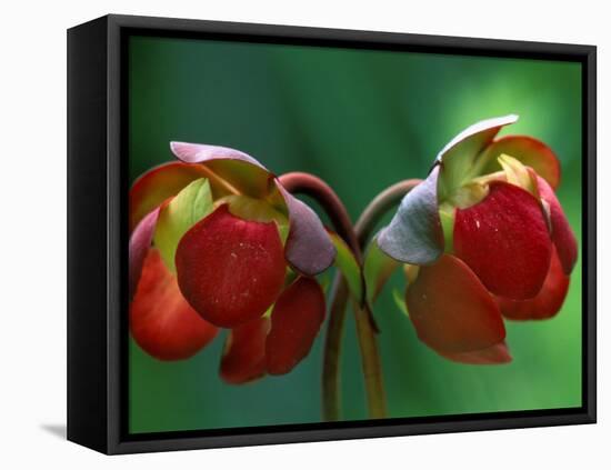 God Rays on Pitcher Plant Blossom, St. Ignace, Michigan, USA-Claudia Adams-Framed Stretched Canvas