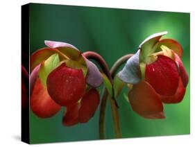 God Rays on Pitcher Plant Blossom, St. Ignace, Michigan, USA-Claudia Adams-Stretched Canvas