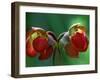 God Rays on Pitcher Plant Blossom, St. Ignace, Michigan, USA-Claudia Adams-Framed Photographic Print