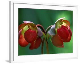 God Rays on Pitcher Plant Blossom, St. Ignace, Michigan, USA-Claudia Adams-Framed Photographic Print