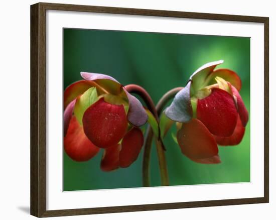 God Rays on Pitcher Plant Blossom, St. Ignace, Michigan, USA-Claudia Adams-Framed Photographic Print