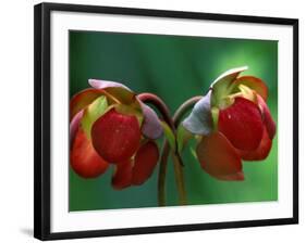 God Rays on Pitcher Plant Blossom, St. Ignace, Michigan, USA-Claudia Adams-Framed Photographic Print