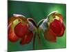 God Rays on Pitcher Plant Blossom, St. Ignace, Michigan, USA-Claudia Adams-Mounted Photographic Print