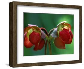 God Rays on Pitcher Plant Blossom, St. Ignace, Michigan, USA-Claudia Adams-Framed Photographic Print