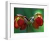 God Rays on Pitcher Plant Blossom, St. Ignace, Michigan, USA-Claudia Adams-Framed Photographic Print