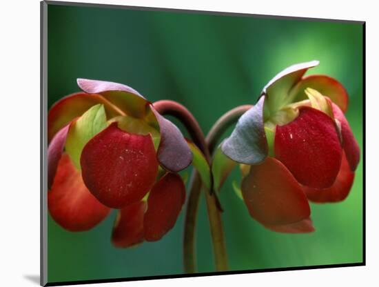 God Rays on Pitcher Plant Blossom, St. Ignace, Michigan, USA-Claudia Adams-Mounted Photographic Print