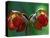 God Rays on Pitcher Plant Blossom, St. Ignace, Michigan, USA-Claudia Adams-Stretched Canvas