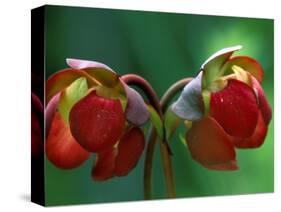 God Rays on Pitcher Plant Blossom, St. Ignace, Michigan, USA-Claudia Adams-Stretched Canvas