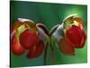God Rays on Pitcher Plant Blossom, St. Ignace, Michigan, USA-Claudia Adams-Stretched Canvas