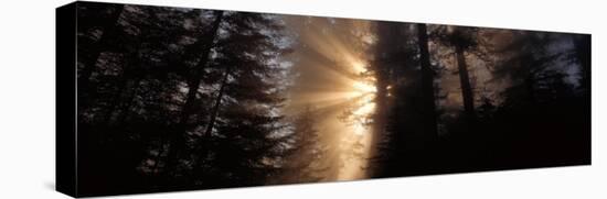 God Rays, Redwoods National Park, CA-null-Stretched Canvas