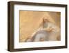 God, St. Salvator church, Austria-Godong-Framed Photographic Print