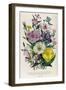 Godetia and Anothera, Plate 8 from 'The Ladies' Flower Garden', Published 1842-Jane Loudon-Framed Giclee Print