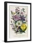 Godetia and Anothera, Plate 8 from 'The Ladies' Flower Garden', Published 1842-Jane Loudon-Framed Giclee Print