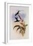 Godin's Puffleg, Eriocnemis Godini-John Gould-Framed Giclee Print