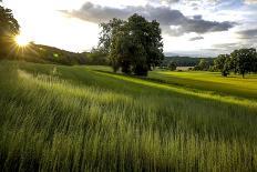 Flax field in Eure, France, Europe-Godong-Photographic Print