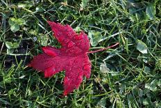 Red maple leaf with drops of water in autumn, France, Europe-Godong-Photographic Print
