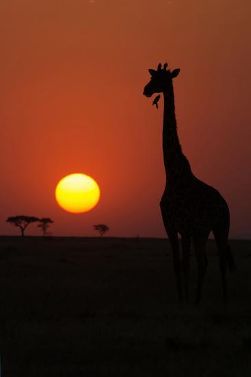 Photographic Print, , large