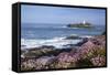 Godrevy Island and Lighthouse from Gwithian Thrift-null-Framed Stretched Canvas