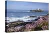 Godrevy Island and Lighthouse from Gwithian Thrift-null-Stretched Canvas