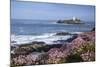 Godrevy Island and Lighthouse from Gwithian Thrift-null-Mounted Photographic Print