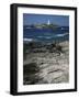 Godrevy Island Lighthouse, Near St. Ives, North Coast, Cornwall, England, United Kingdom-Duncan Maxwell-Framed Photographic Print