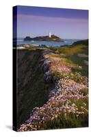 Godrevy Thrift in Flower-null-Stretched Canvas