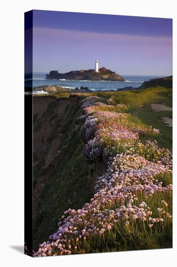 Godrevy Thrift in Flower-null-Stretched Canvas