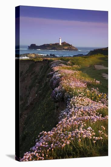 Godrevy Thrift in Flower-null-Stretched Canvas