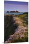 Godrevy Thrift in Flower-null-Mounted Photographic Print