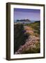 Godrevy Thrift in Flower-null-Framed Photographic Print