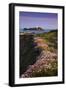 Godrevy Thrift in Flower-null-Framed Photographic Print