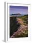 Godrevy Thrift in Flower-null-Framed Photographic Print