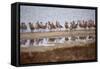 Godwit GetTogether-Vincent James-Framed Stretched Canvas