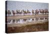 Godwit GetTogether-Vincent James-Stretched Canvas