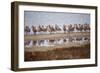 Godwit GetTogether-Vincent James-Framed Photographic Print