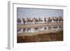 Godwit GetTogether-Vincent James-Framed Photographic Print