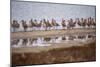 Godwit GetTogether-Vincent James-Mounted Photographic Print