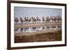 Godwit GetTogether-Vincent James-Framed Photographic Print