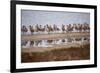 Godwit GetTogether-Vincent James-Framed Photographic Print