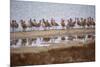 Godwit GetTogether-Vincent James-Mounted Photographic Print